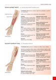 Atlas svalů - anatomie Pro studenty, fyzioterapeuty, sportovce, tanečníky, trenéry