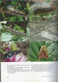 Život motýlů střední Evropy - Populace, ekosystémy, význam