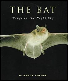 Bat Wings In the Night Sky